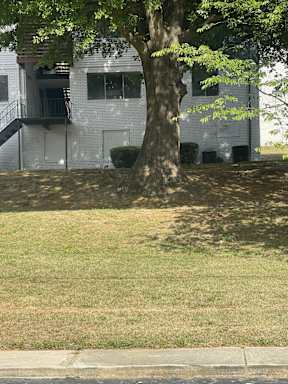 A tree in front of a white building.
