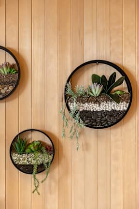 Succulent accents on wall of Solarium