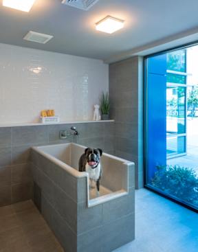 Dog Spa