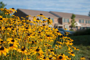 A patch of beautiful yellow daisies in front of Severgn Apartments on the well-maintained grounds in Exton, PA.