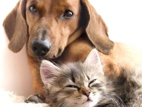 Cat and Dog  l Vineyard Gate Apartments in Roseville CA