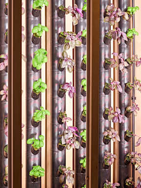 A wall of potted plants with purple flowers.