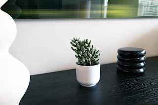 A small plant in a white pot sits on a black table.