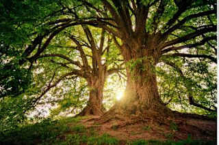 a couple of trees that are on a hill