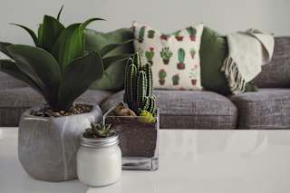 A cactus sits on a table in front of a couch.