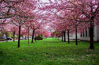 A tree-lined path with pink blossoms.