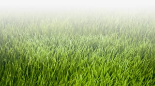 test bckgrnd img grass