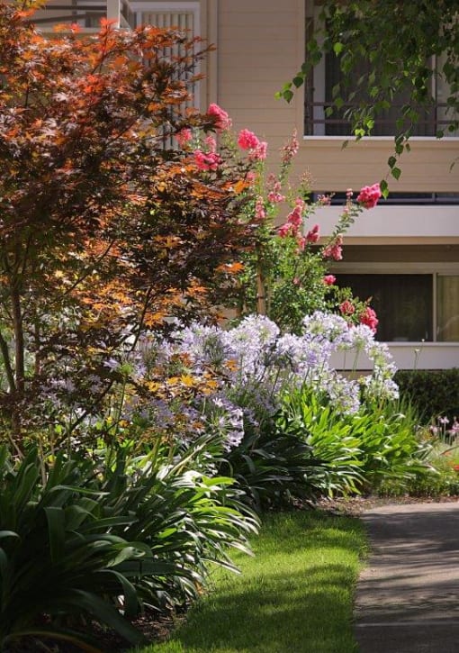 Garden pathway