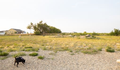 Fenced dog run area
