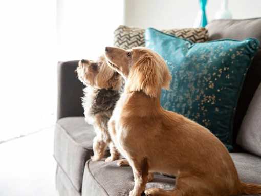 Two dogs sitting on a couch at Compass at City Center, Newport News, VA, 23606
