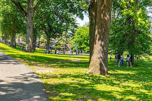 A group of people are gathered around a large tree in a park.