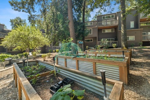 Community garden at Larkspur West Linn, West Linn