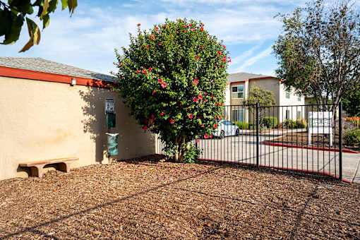 A small tree with red flowers is in front of a building.