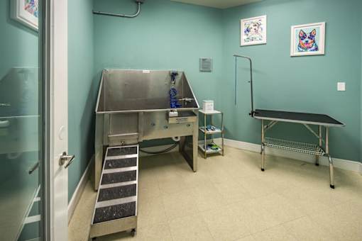 dog wash