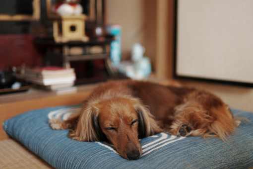 A dog is sleeping on a blue pillow.