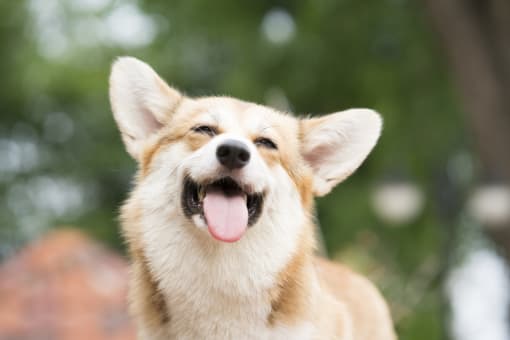 a dog smiling with its tongue out