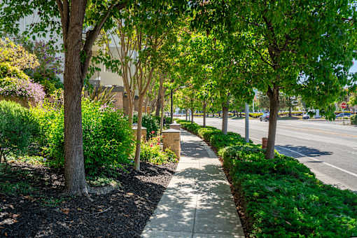 A sidewalk runs along the edge of a tree-lined street.