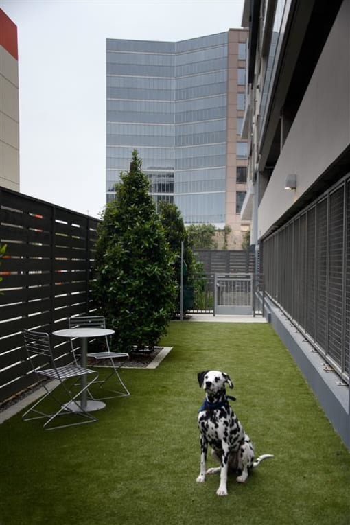 A Dalmatian sitting in the dog run area of our pet friendly  new apartments in Culver City.