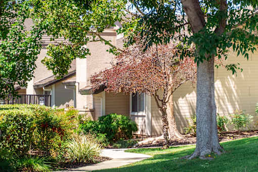 A tree with red leaves is in front of a beige house.