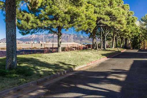 A tree-lined street with a mountain in the background.