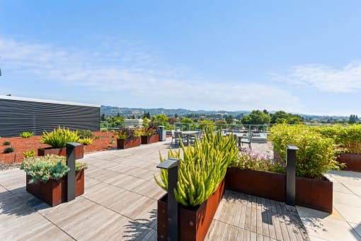 a roof terrace with plants and a view of the city