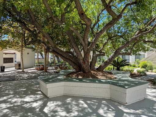 A large tree with a thick trunk and sprawling branches is planted in a white concrete planter.
