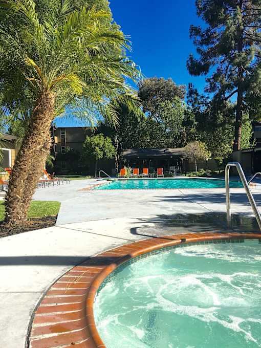 A pool with a hot tub and a palm tree.