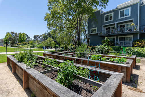 A garden with raised beds and a building in the background.