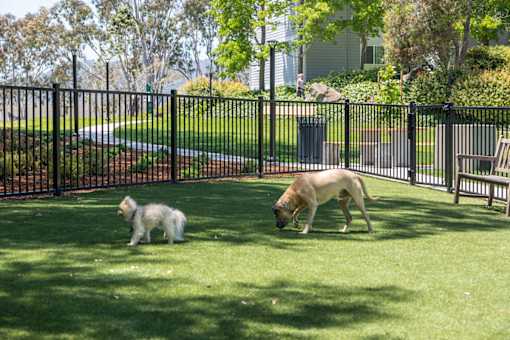 Two dogs playing in a fenced yard.