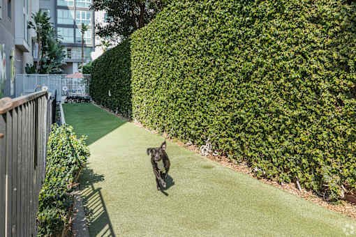 A dog is running on a green lawn.