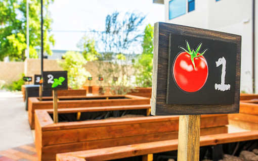 Tomato Plants at Sorrel at Warner Center, Woodland Hills, California