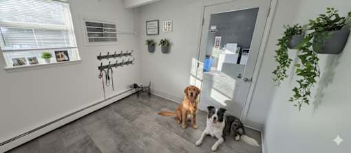 Three dogs are sitting in a room with a grey floor.
