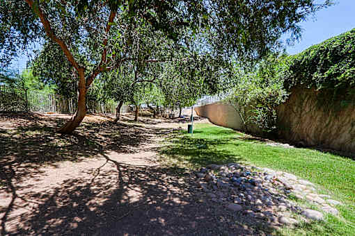 A tree in a sunny park with a path leading to a wall.