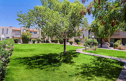 A tree in a grassy area with buildings in the background.