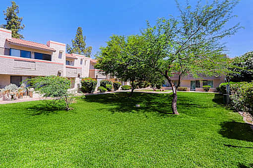 A tree stands in a grassy yard in front of a house.