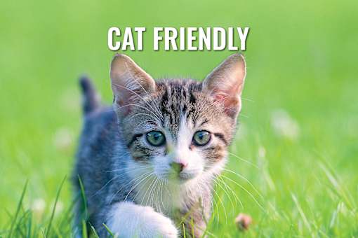 A small kitten with the text "CAT FRIENDLY" above it.