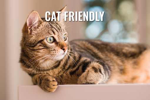 A cat with a striped coat is peeking over a white surface.