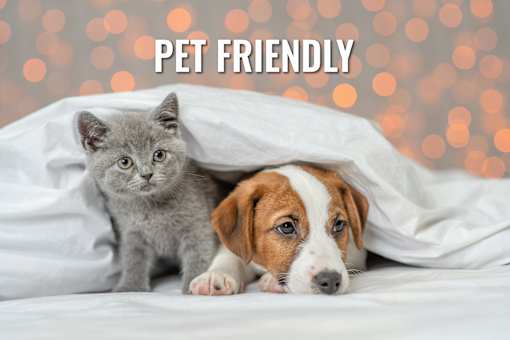 A grey kitten and a brown and white puppy are peeking out from under a white blanket.