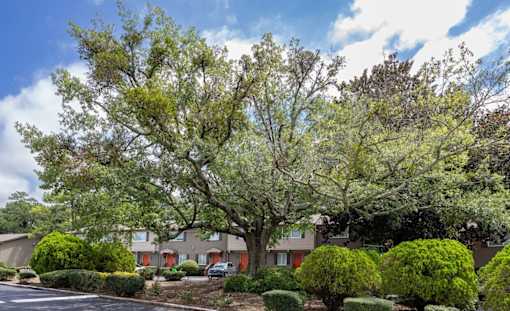 Tree with green leaves at Broadway at East Atlanta, Atlanta, GA