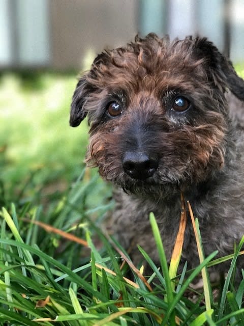 a small dog sitting in the grass