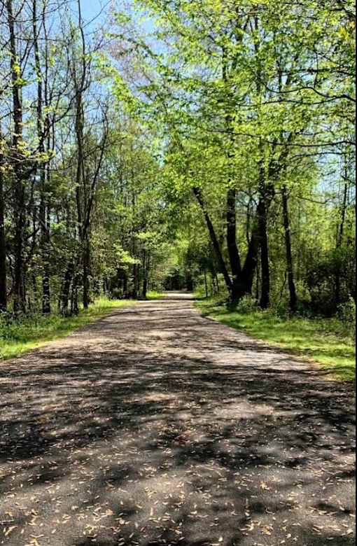 A path through a wooded area with trees on either side.
