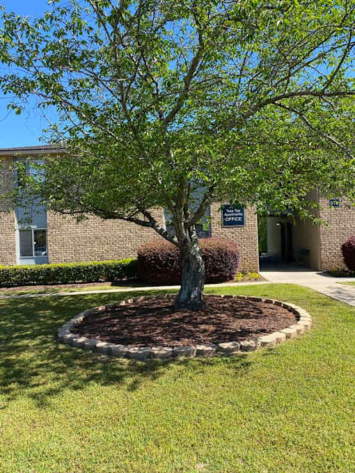 A tree in front of a building with a sign that says "OFFICE".