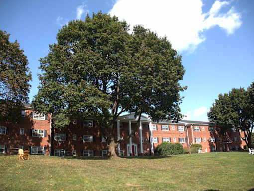 a large tree in front of a brick building