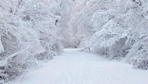 a snow covered path in the woods