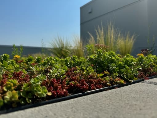 a landscaped garden on the side of a building at Junction Central, Seattle, 98116