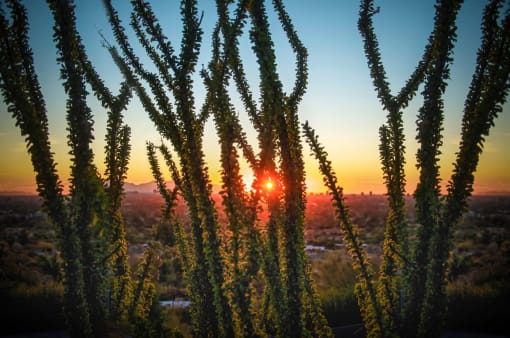 Desert landscape photo at Marquee Apartments in Phoenix AZ