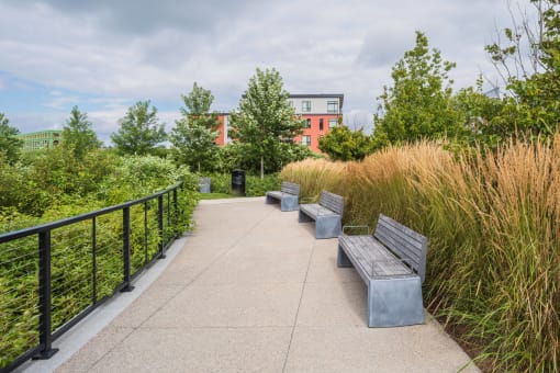 benches on a path in a park with tall grass and trees