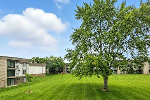 A tree stands in a grassy field in front of apartment buildings.