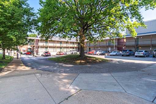 A tree in a parking lot with cars parked in the background.