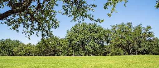 a grassy field with trees and a blue sky